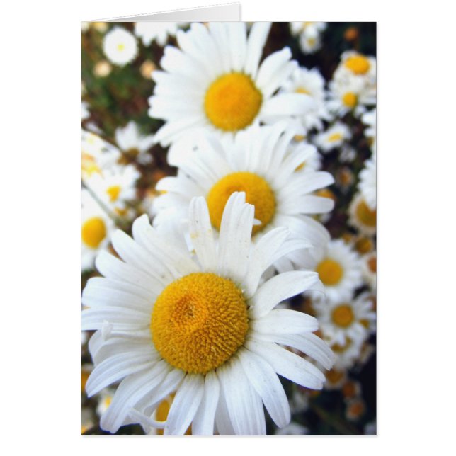 Marguerites (Devant)