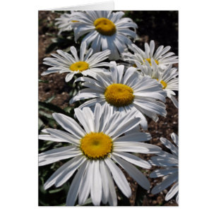 Marguerites bonjour