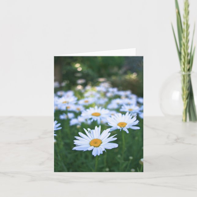 Marguerites, carte vierge (Devant)