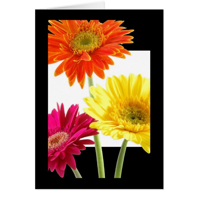 Marguerites de Gerbera (Devant)