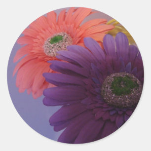 Marguerites de Gerbera - autocollants