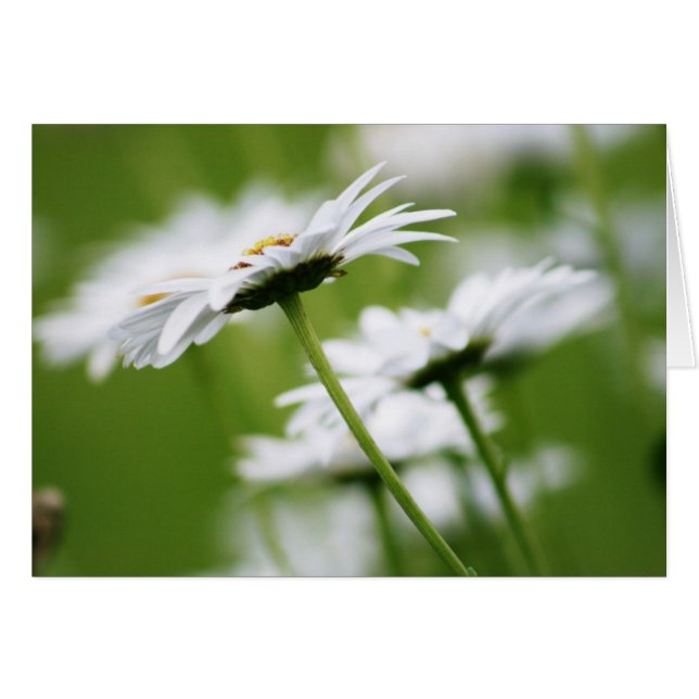Marguerites de Shasta (Devant horizontal)