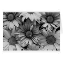Marguerites en macro