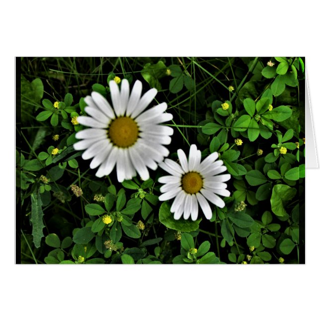 Marguerites gaies de mère et d'enfant (Devant Horizontal)