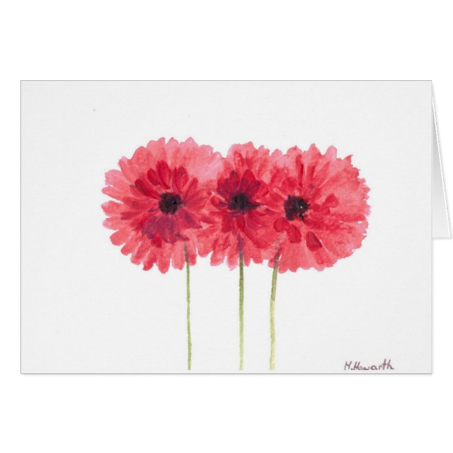 marguerites roses fleurs (Devant horizontal)