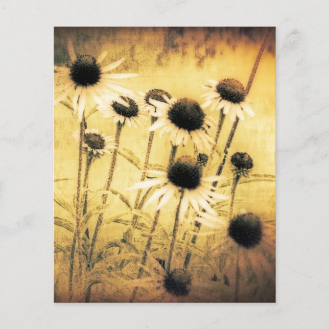 Marguerites vintage (Devant)