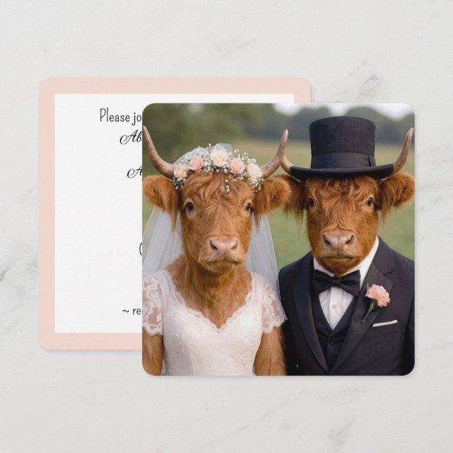Mariage Vaches Highland Écossaises (Devant / Derrière)