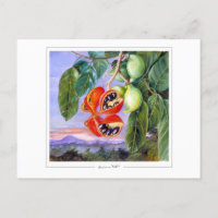 Marianne North #9 - Carte postale Art