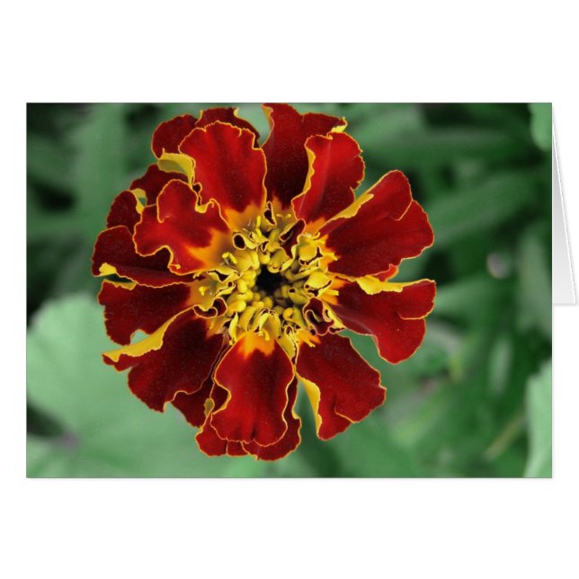 Marigold (Devant horizontal)