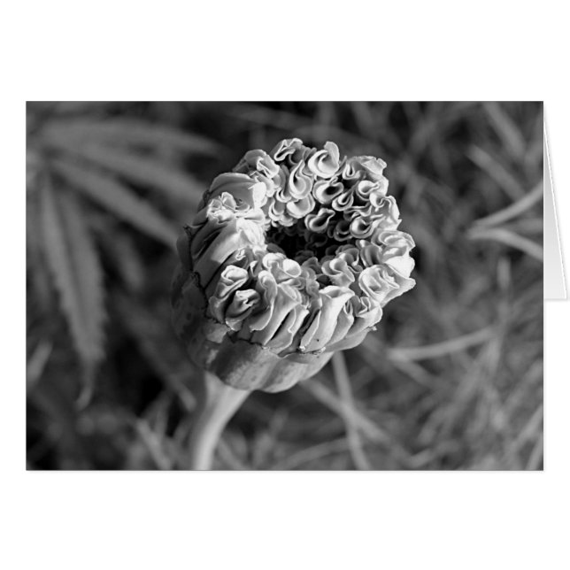 Marigold Blossom (Devant horizontal)