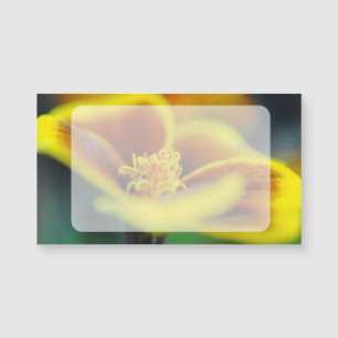 Marigold gros plan
