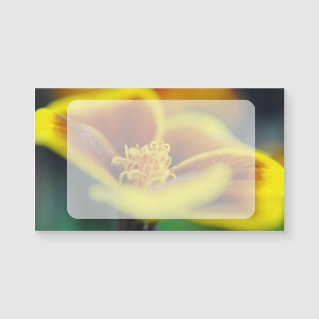 Marigold gros plan (Devant)