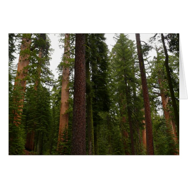 Mariposa Grove dans le parc national de Yosemite (Devant Horizontal)
