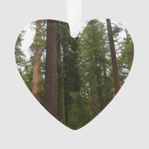 Mariposa Grove dans le parc national de Yosemite