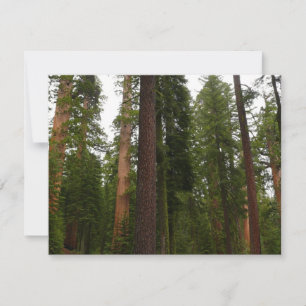 Mariposa Grove dans le parc national de Yosemite