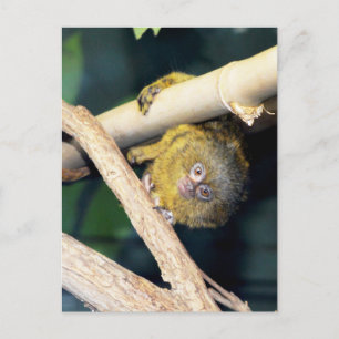 Marmoset Monkey Hi There, Carte Postale