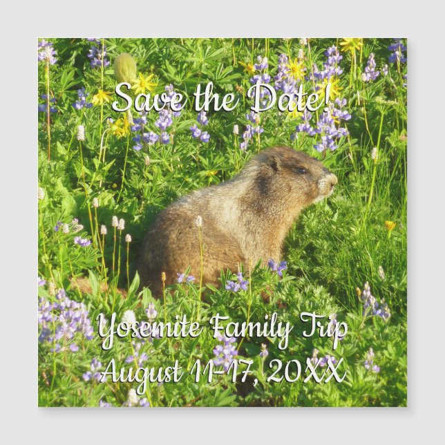 Marmot dans le Mont Rainier Fleurs sauvages (Devant)