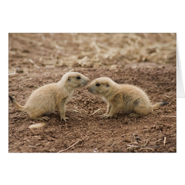 Marmot de Prarie noire (Devant horizontal)