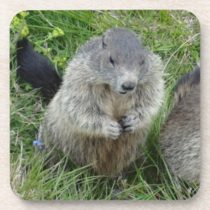 Marmot dessous de verre