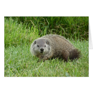 Marmotte