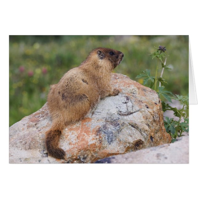 Marmotte à ventre jaune, Marmota flaviventris, (Devant horizontal)