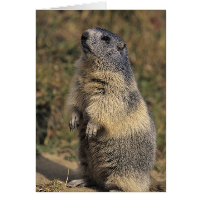 Marmotte alpine, Marmota marmota, pied adulte (Devant)
