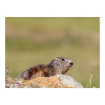 Marmotte dans le parc Gran Paradiso Poster