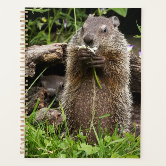 Marmotte mâchonnant une fleur (Devant)