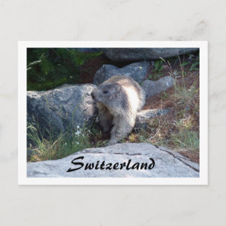 Marmotte mignonne Suisse — Carte postale