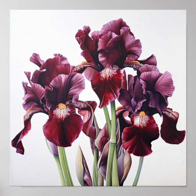Maroon Irises Flower Art Imprimer Poster (Devant)
