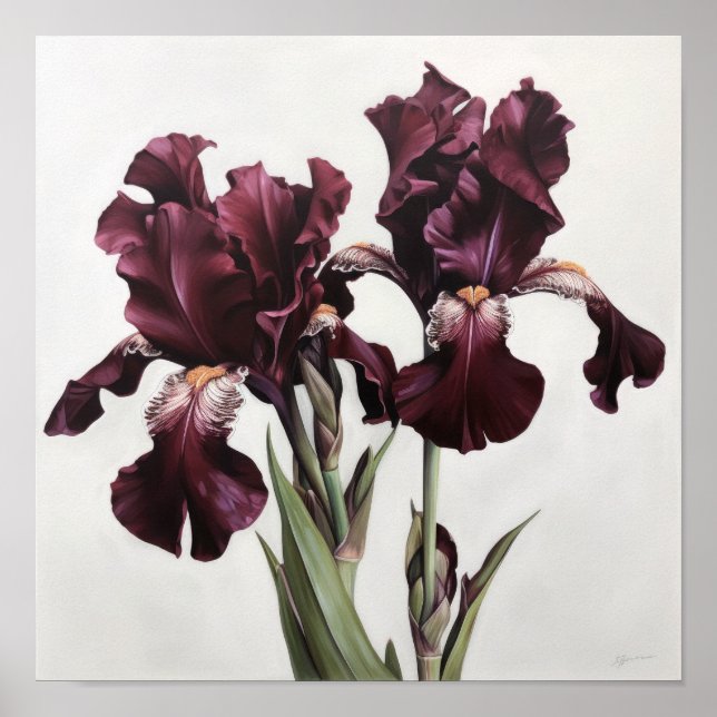 Maroon Irises Flower Art Imprimer Poster (Devant)