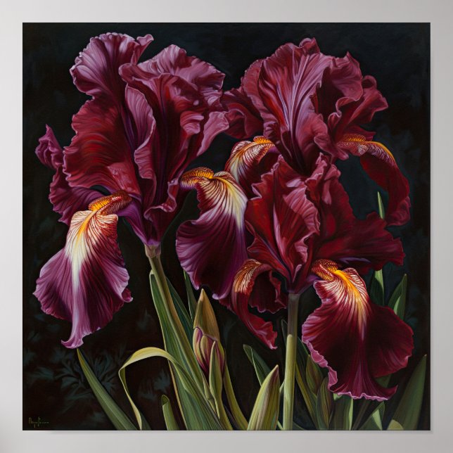 Maroon Irises Flower Art Imprimer Poster