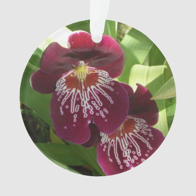 Maroon Orchids II (devant)