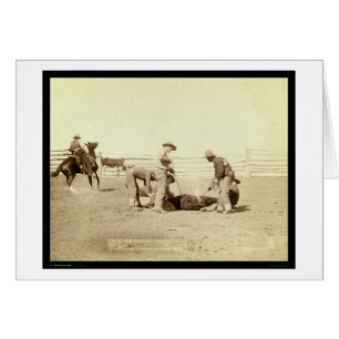 Marquage des veaux sur Roundup SD 1888