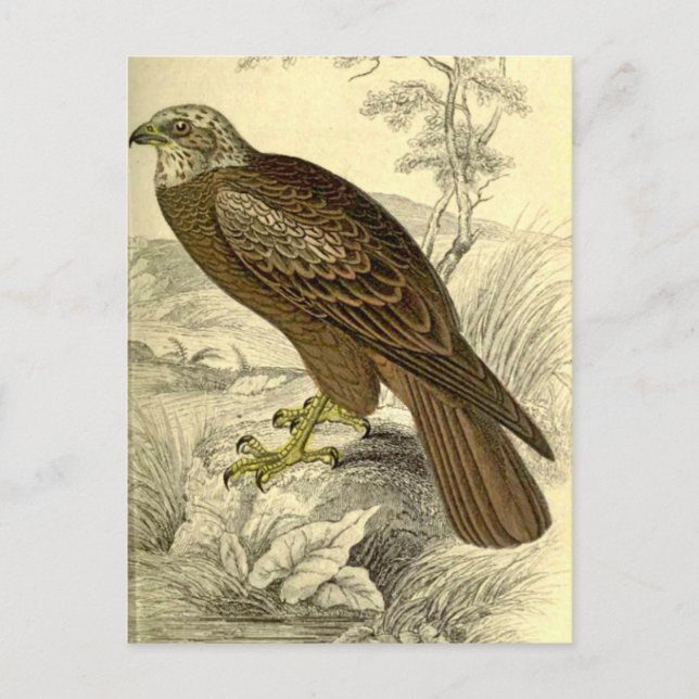 Marsh Harrier :  Carte postale vintage Jardine (Devant)