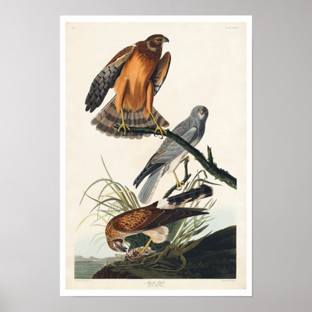 Marsh Hawk par Audubon Poster (Devant)