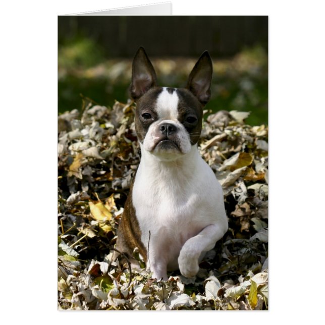 Martha feuilles (Devant)