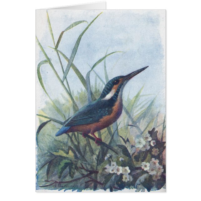 martin-pêcheur (Devant)