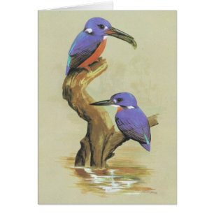 Martin-pêcheur azuré - azureus de Ceyx