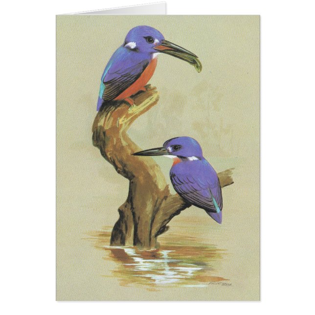 Martin-pêcheur azuré - azureus de Ceyx (Devant)