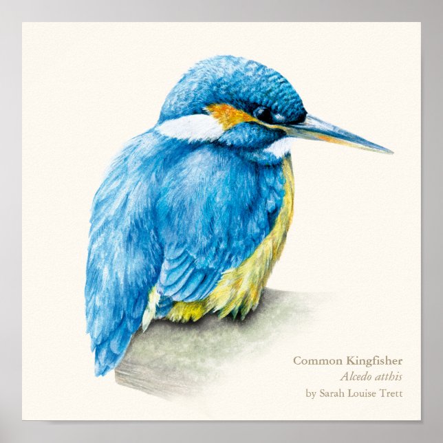 Martin-pêcheur ornithologie beaux-arts impression  (Devant)