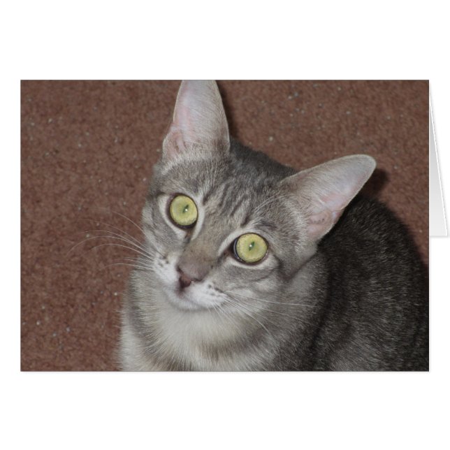 Martini (Devant horizontal)