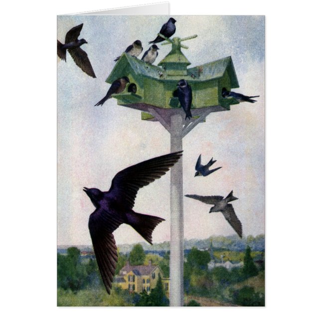 Martins pourpres et leur maison d'oiseaux (Devant)