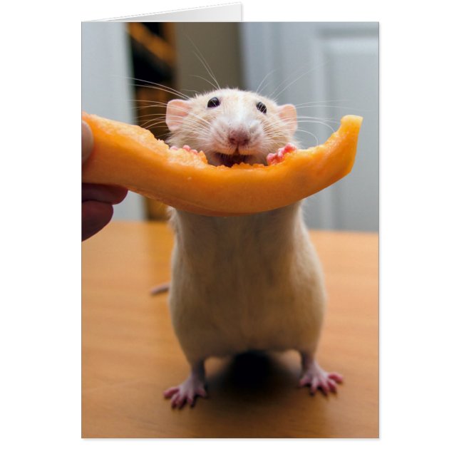 Marty Mouse adore les Cantaloops ! (Devant)