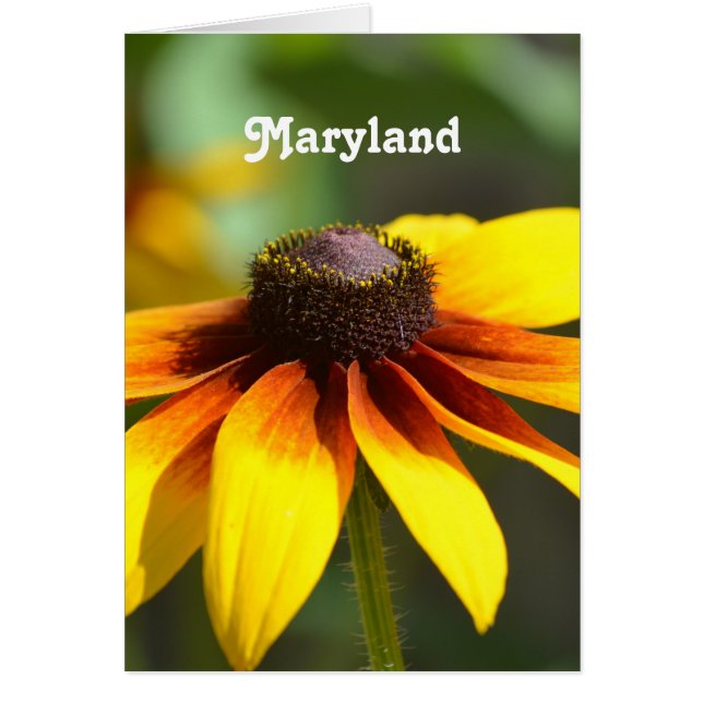 Maryland Black Eyed Susan (Devant)