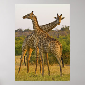 Masai Giraffes Kenya Afrique poster