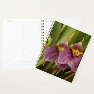 Masdevallia