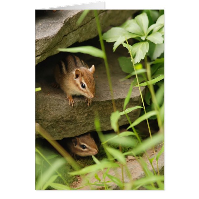 Masquer et rechercher Chipmunks bébé (Devant)