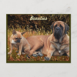 Mastiff avec carte postale bulldogue française