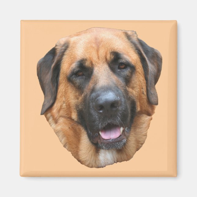 Mastiff Mix Dog Magnet (Devant)